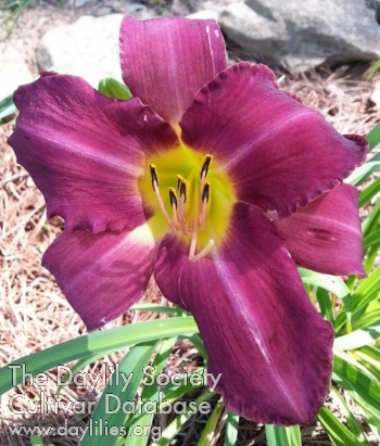 Daylily Xandi Demarest